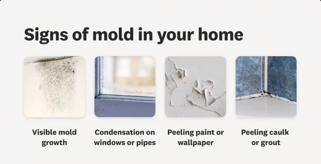 Infographic titled "Signs of mold in your home" with four images: visible mold growth, condensation on windows or pipes, peeling paint or wallpaper, and peeling caulk or grout.